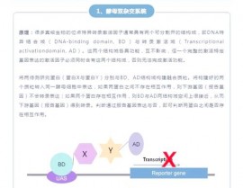 ppi数据库,探究蛋白质互作国际的钥匙