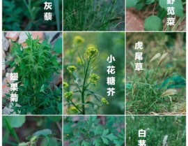 我国植物图谱数据库,植物物种信息的宝库