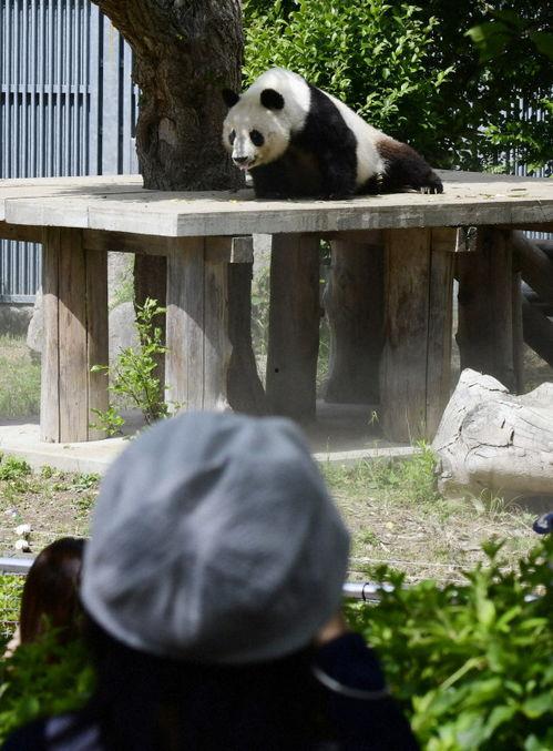 熊猫天天最新新闻爆料,最新热点事件内幕曝光 第3张 熊猫天天最新新闻爆料,最新热点事件内幕曝光 第3张