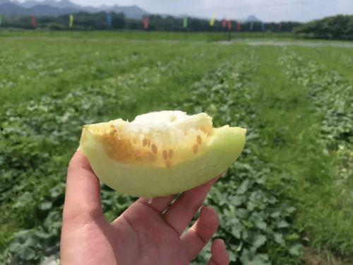 吃瓜网红打卡地  第2张 吃瓜网红打卡地  第2张