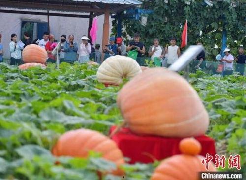 吃瓜网红打卡地  第3张 吃瓜网红打卡地  第3张